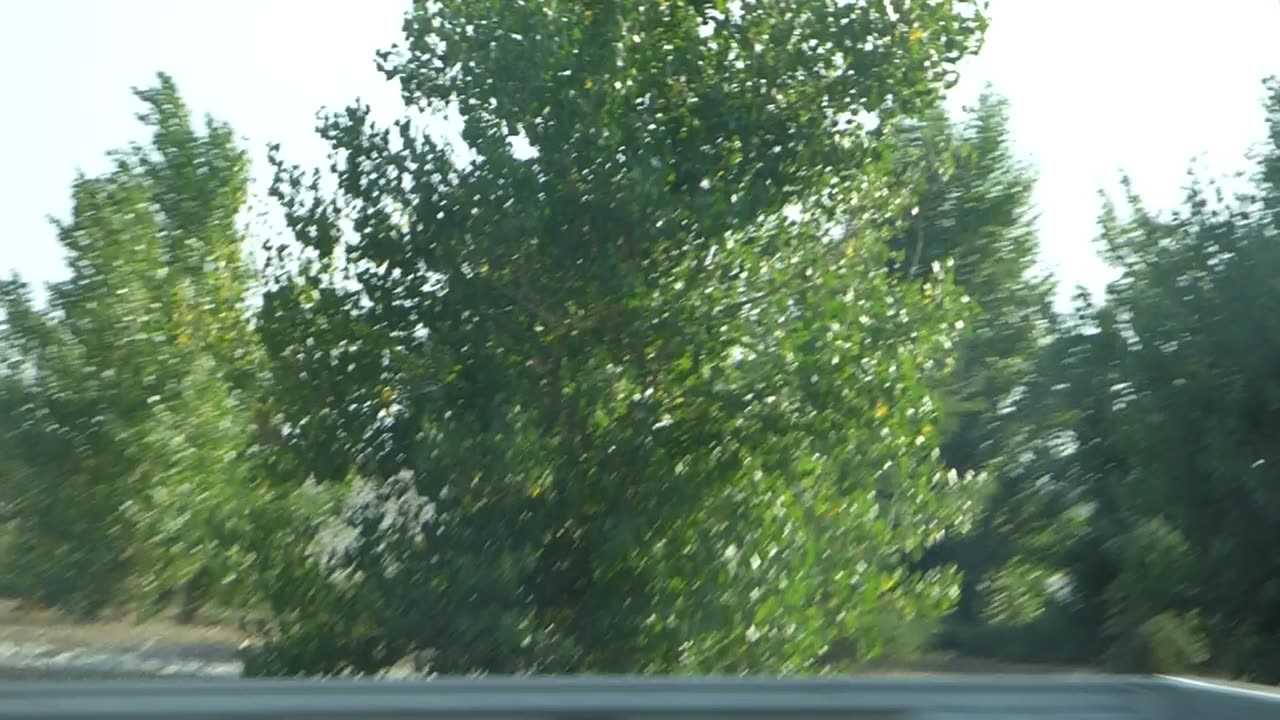 Trees hog the spotlight as the bnkywuv creature films silos