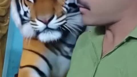 Lion Attack