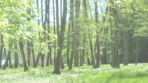 Slō Movements | Ground Yourself in 60 Seconds | 5-4-3-2-1 De-Stress Ritual