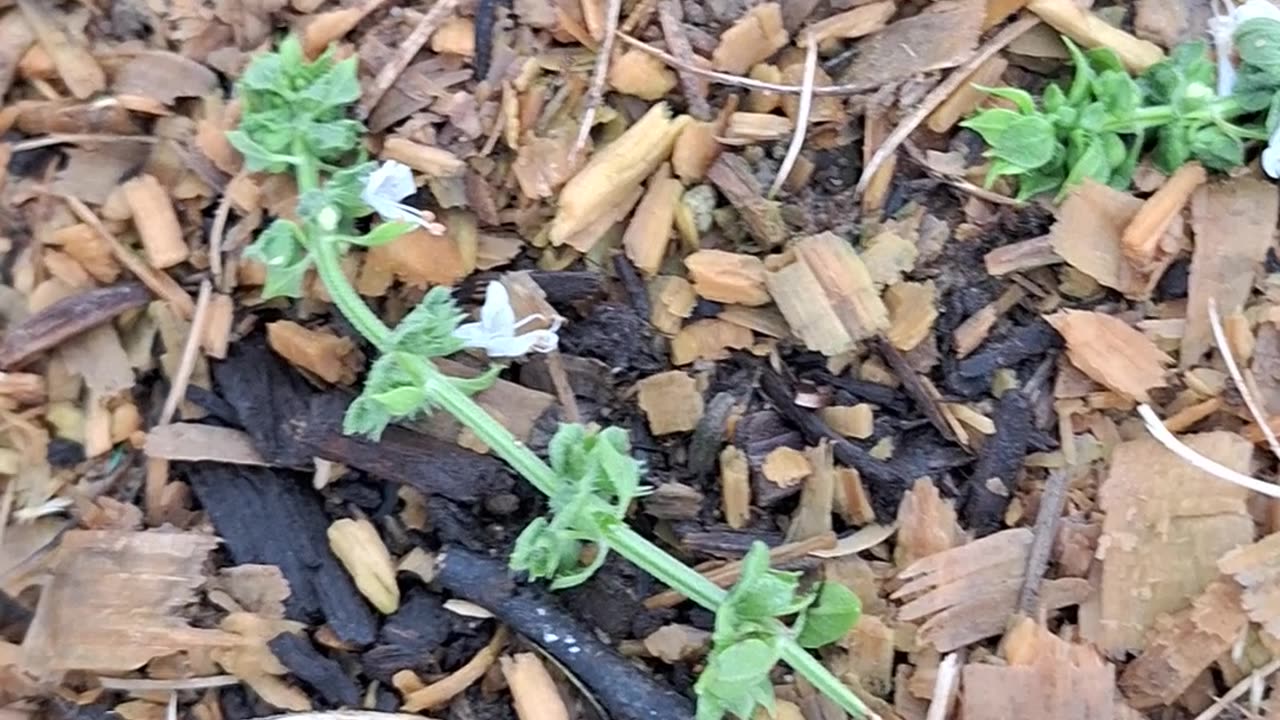 Basil hoop house progress