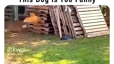 🐾🤣 Cartoonish Friendship Goals! | FunFM