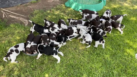English Springer Spaniel puppies