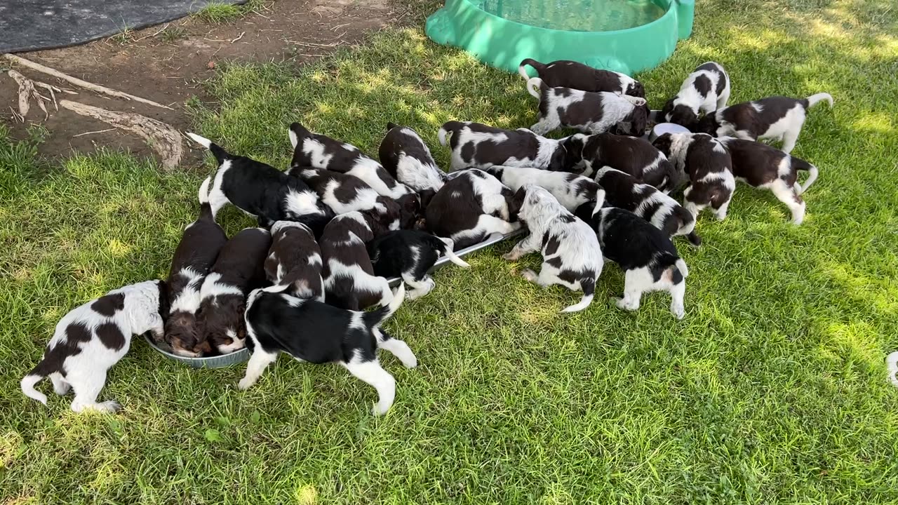 English Springer Spaniel puppies