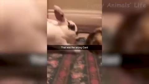 Best Funny Animal Videos Of The year!... Funny Wild and Farm Animals Videos
