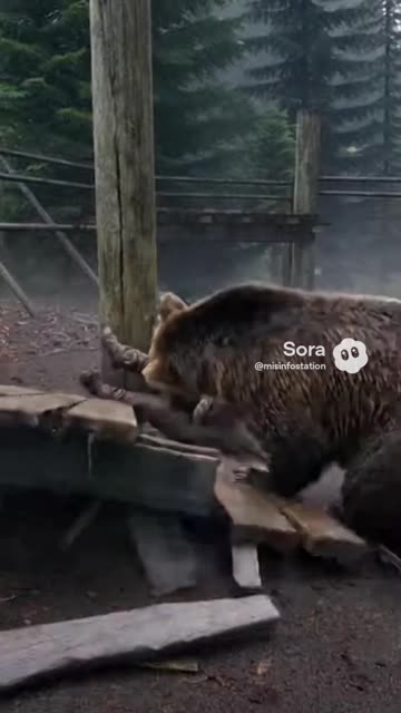 Grizzly Bear Feeding Fail