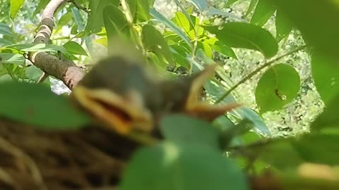Baby Birds in nest in Tree on front property