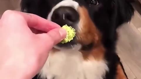 Dogs React To Veggies