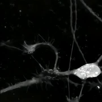 When the brain learns something new 😍