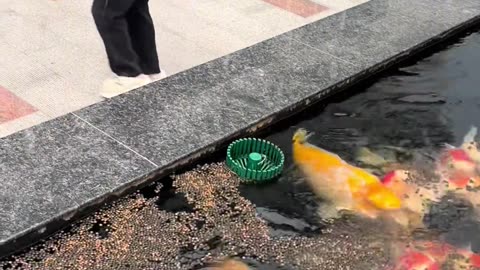 feed the koi fish