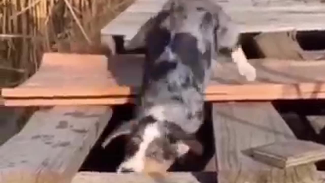 Funny cat vs dog