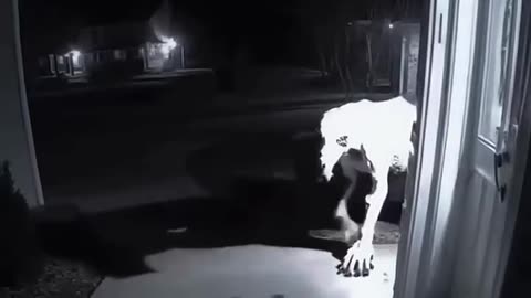 Mysterious Creature Caught on Ring Camera! 😳 What Could It Be