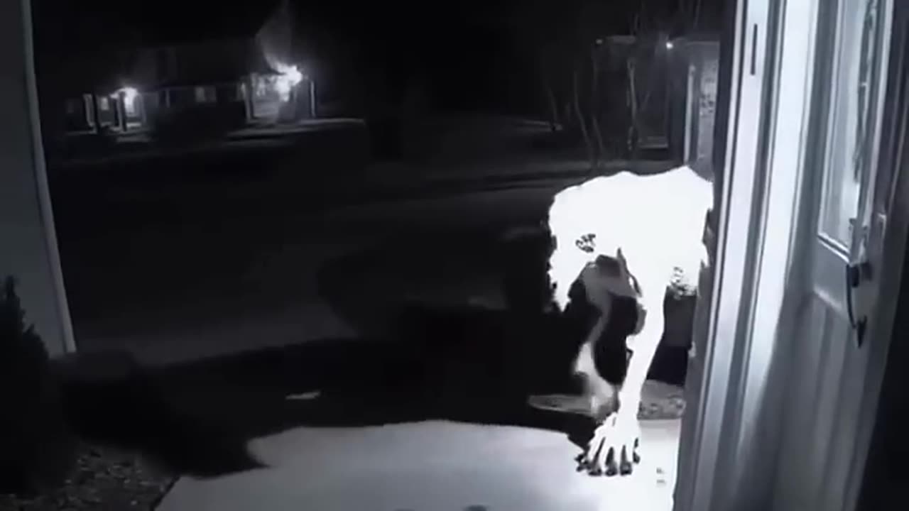 Mysterious Creature Caught on Ring Camera! 😳 What Could It Be