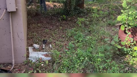 NIGHTMARE CLEANUP: Couple Lends Mower to Friend—Now It's Broken P4