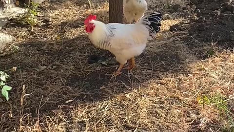 Nature and Animals
