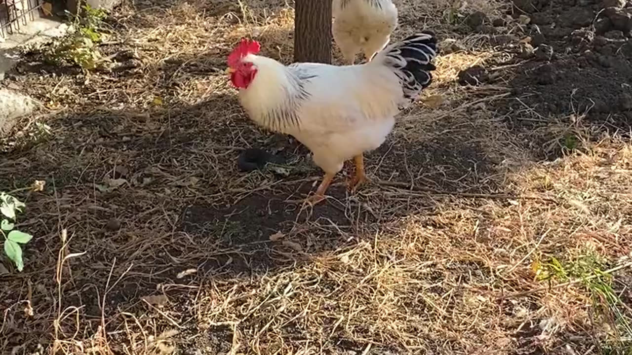 Nature and Animals