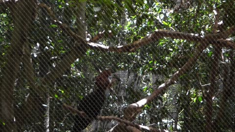 Some facts on bonobos