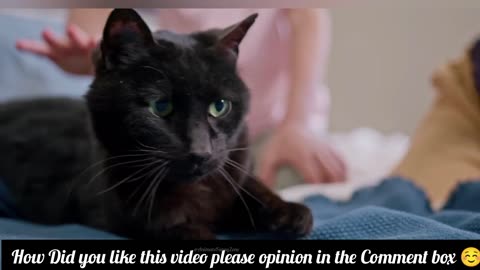 Cat Plays Dead, Dog Stays Confused – Too Funny!