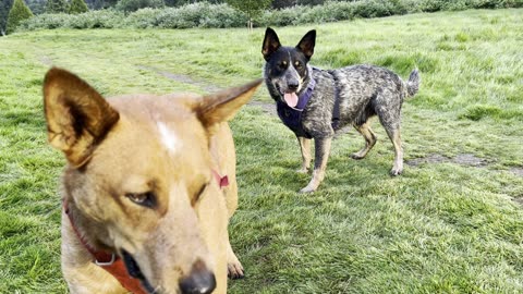 Yuma in pursuit 2390842398