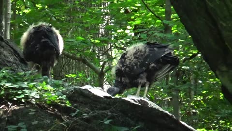 Immature Black Vulture Siblings by the River
