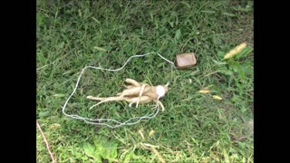 Root Power Pokeweed Roots Sept 2022