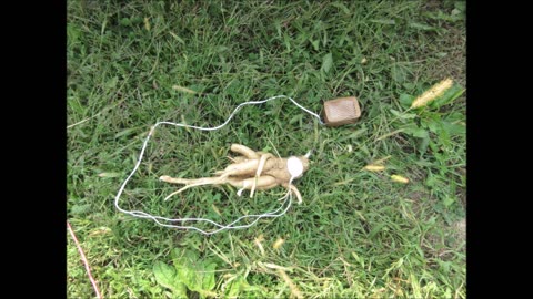 Root Power Pokeweed Roots Sept 2022