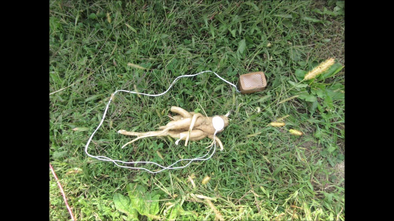 Root Power Pokeweed Roots Sept 2022