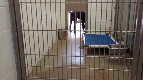 Blue Suede 5y A858834 kennel 233 harrys haven PACC shelter love reduces-lessens his fear response246