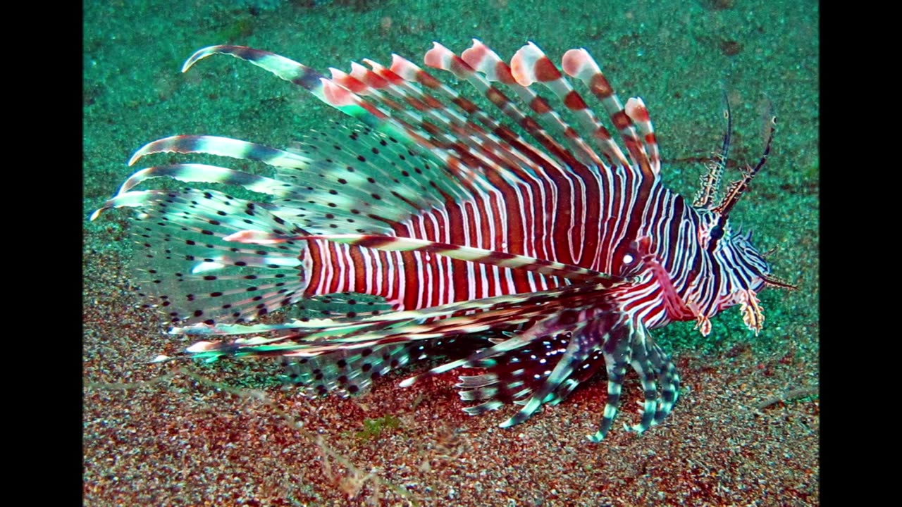 CrystalFire7x's Top 20 Favorite Ocean Animals