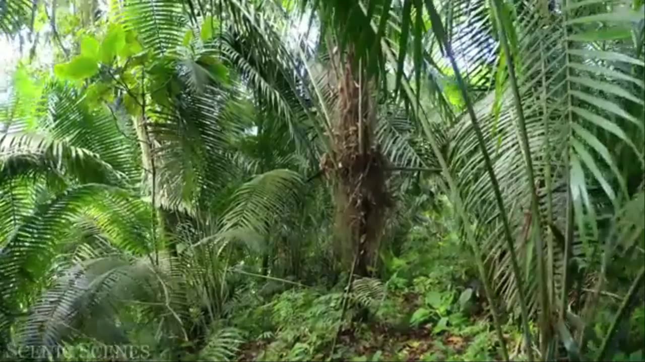 Amazon 4k - The World’s Largest Tropical Rainforest | Jungle Sounds | Scenic Relaxation Film