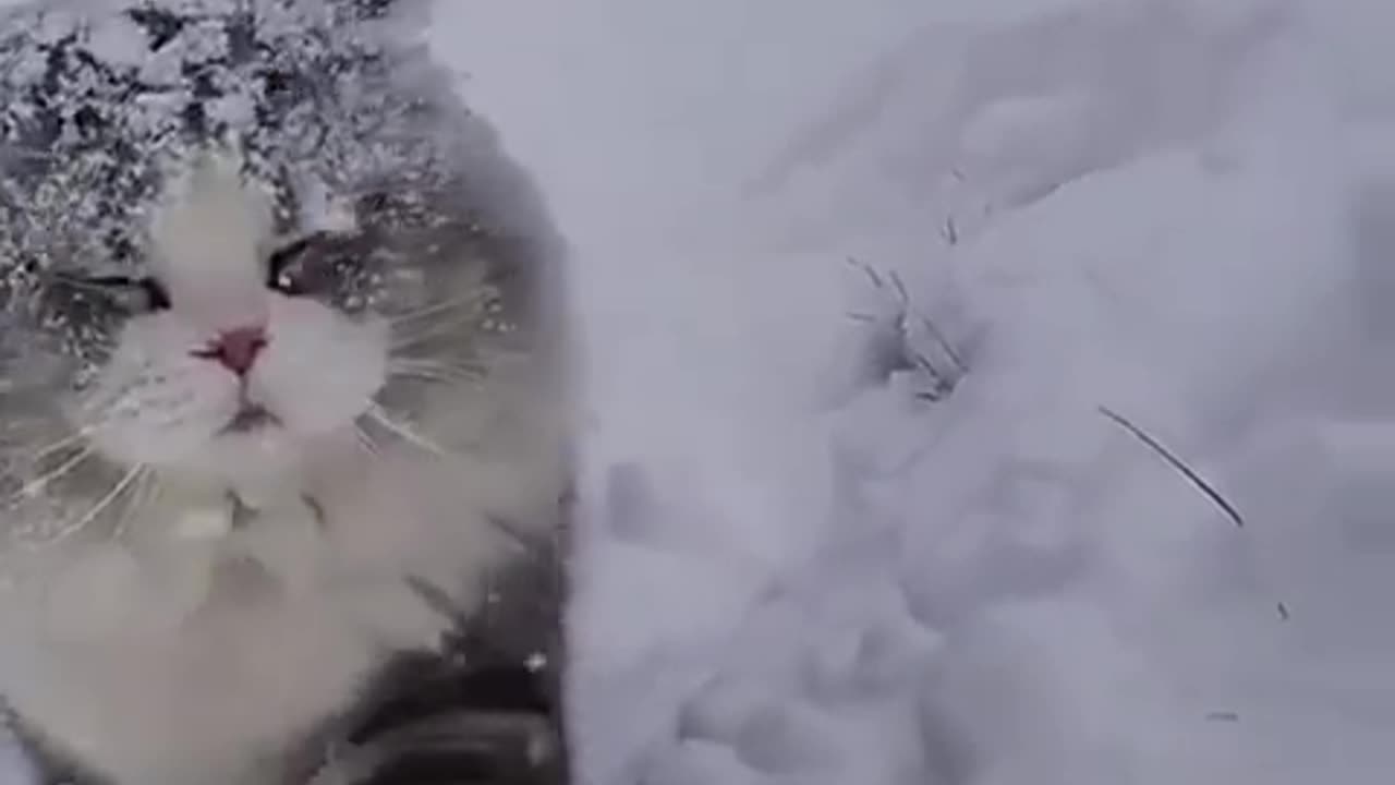 Animals are so funny