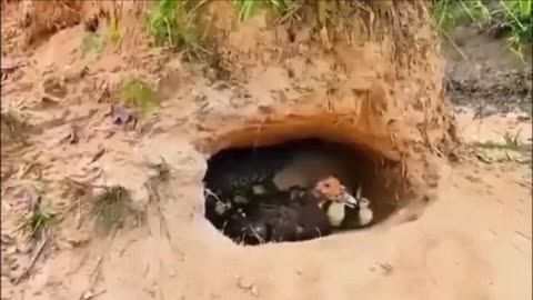 Ce crocodile vient se réfugier au pire endroit possible