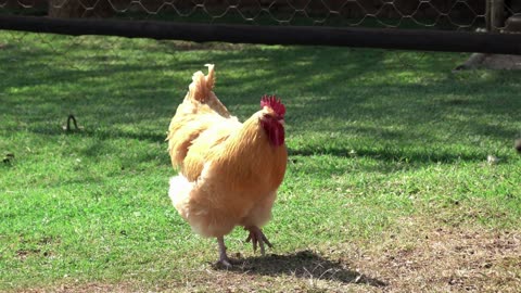 chicken 2