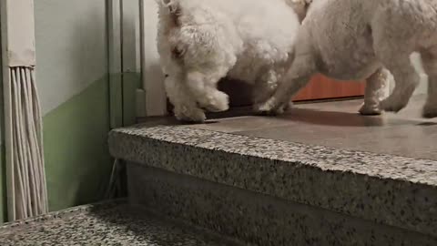 🤣😂 Sibling Rivalry at Its FINEST! Silver Messing with His Sister! | FunFM