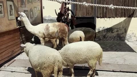 sheep