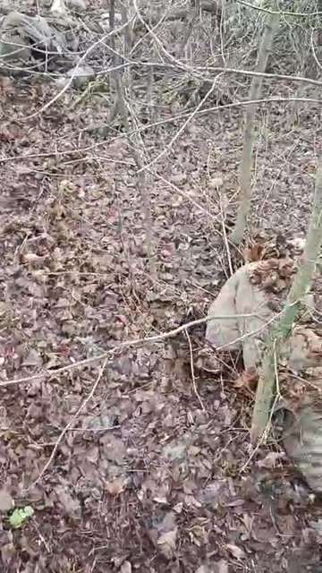 A Forest Full of Millionaires