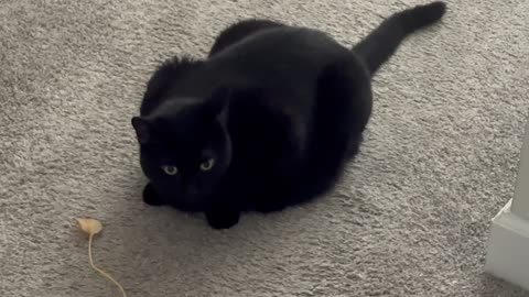 Cute Precious Piper Shows Her Knowledge of Plants - Adopting a Cat from a Shelter Vlog
