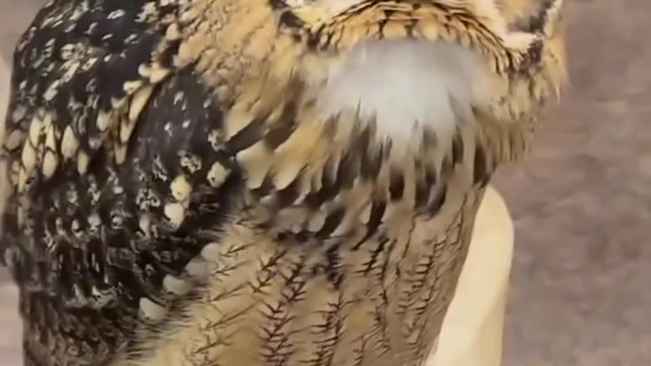 This family found a small owl on the road and then took it home to raise ❤️