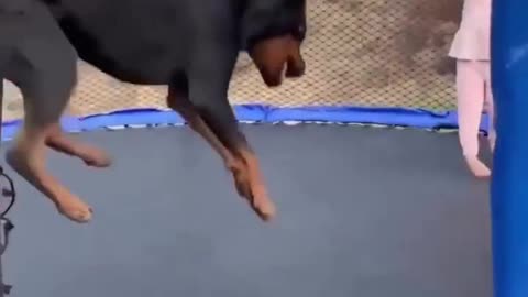 dog has fun with his owner and it's something incredible