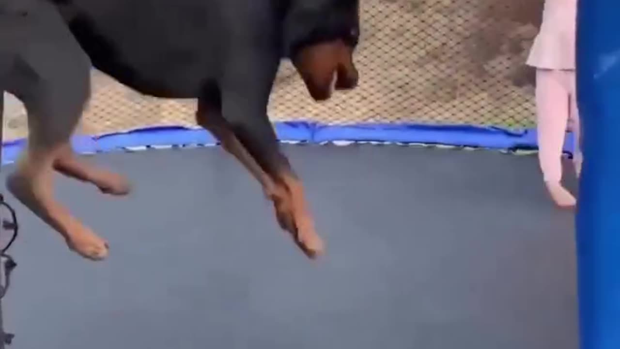 dog has fun with his owner and it's something incredible
