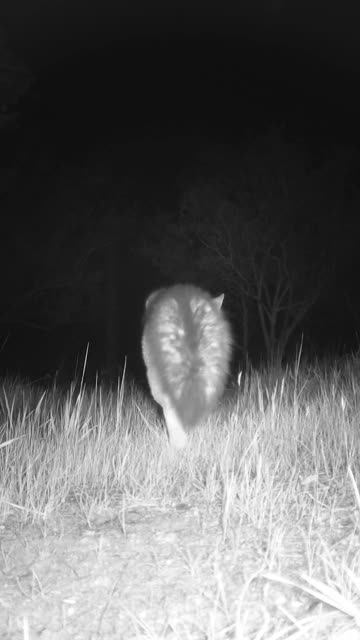 Gray Fox🦊Prowling Paws