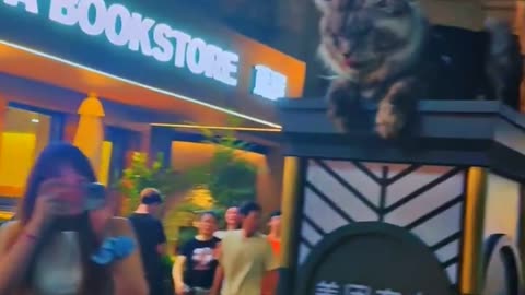 People Feed Wild Mountain Cat in Wuhan, China