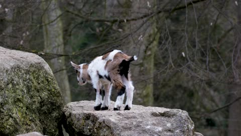 Goat - A baby goat