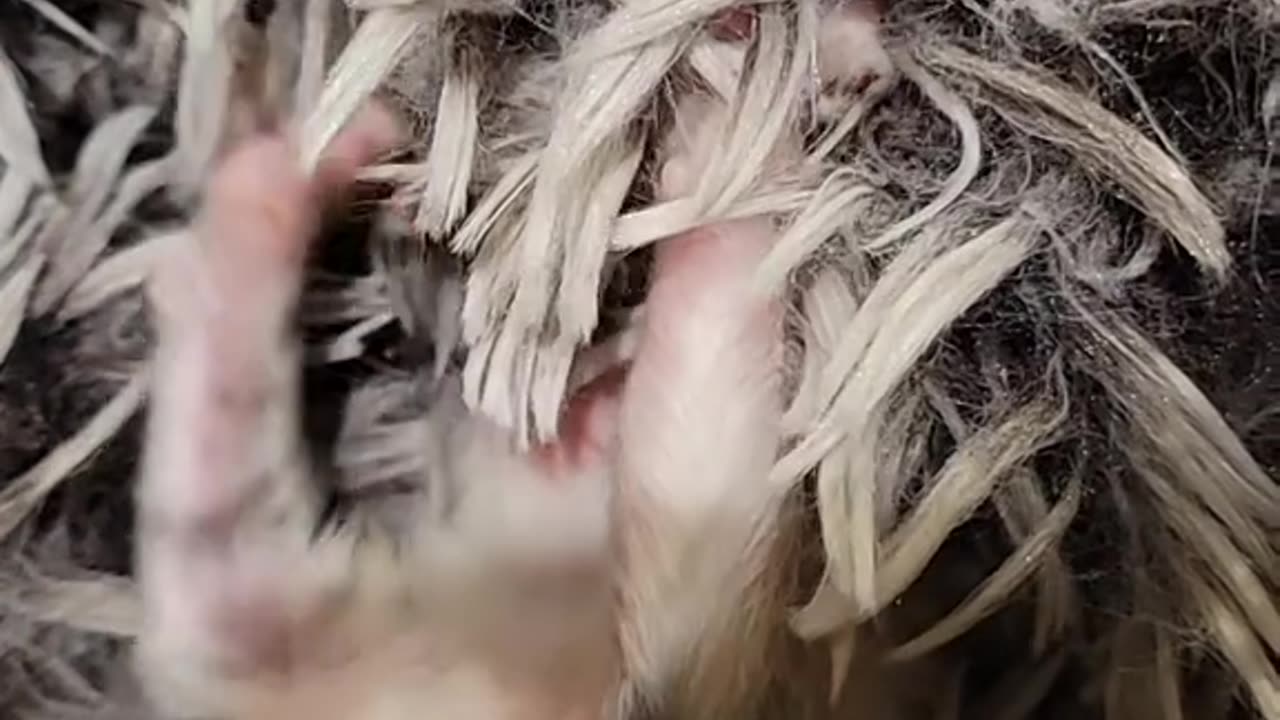 baby Eve Don't touch me