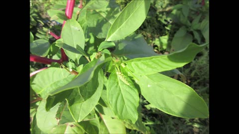 Pigeonberry Pokeweed Aug 2023