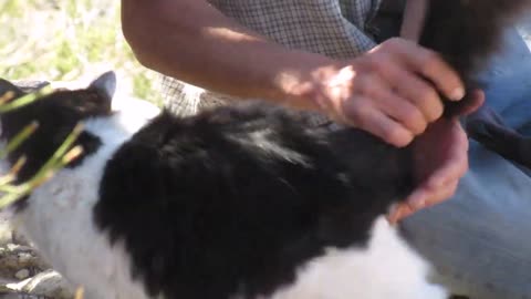 Our Cats #162 - Dad's Precious Moments With Panqueeñou The Cat | PART 2 OF 5