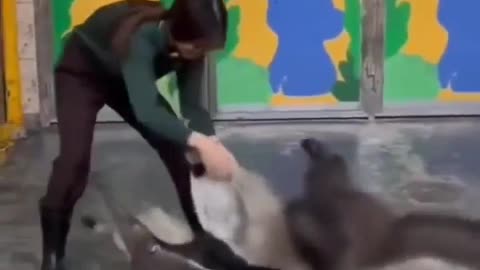 🤣🐻 Watch This Anteater's Playful Antics! | FunFM