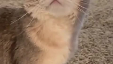 cat wanna say something
