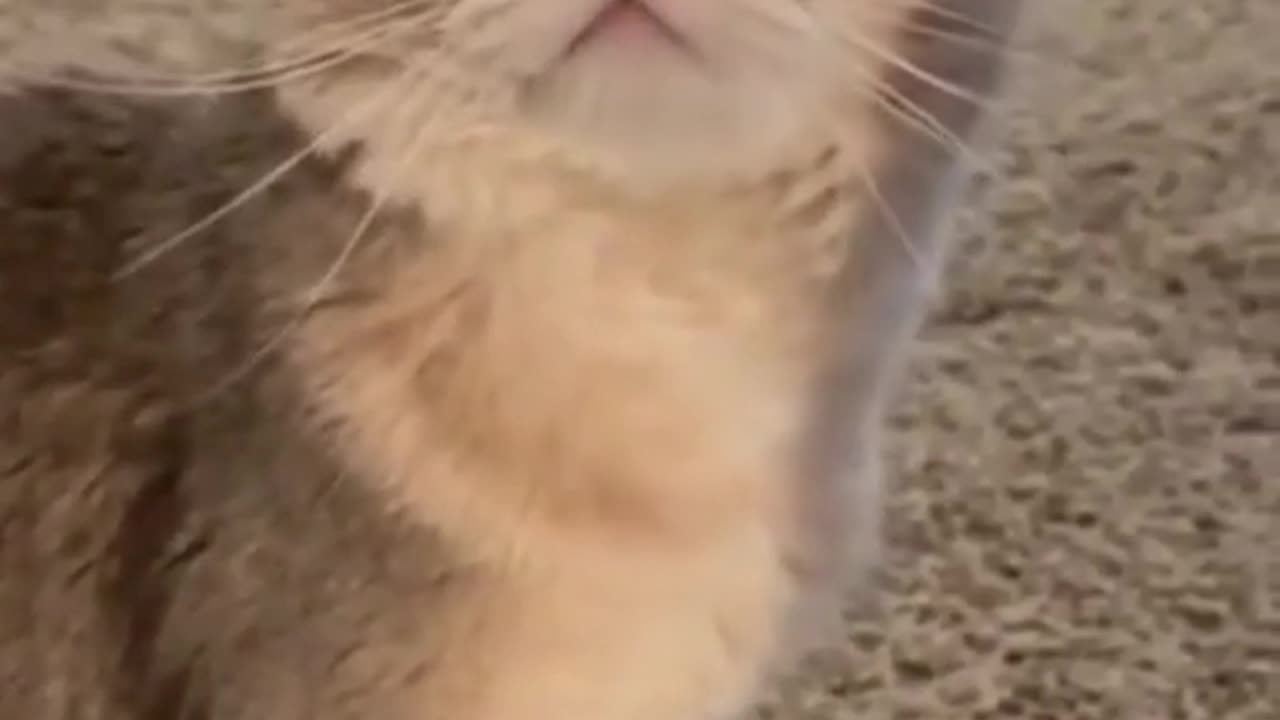 cat wanna say something