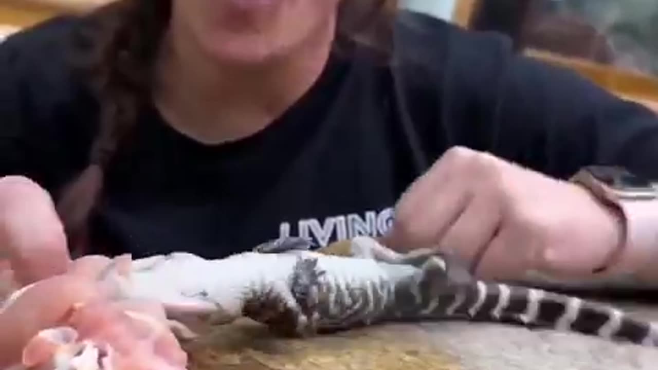 The crocodiles' deadly 'Death Roll' technique