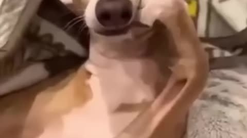 Epic funny dog moments